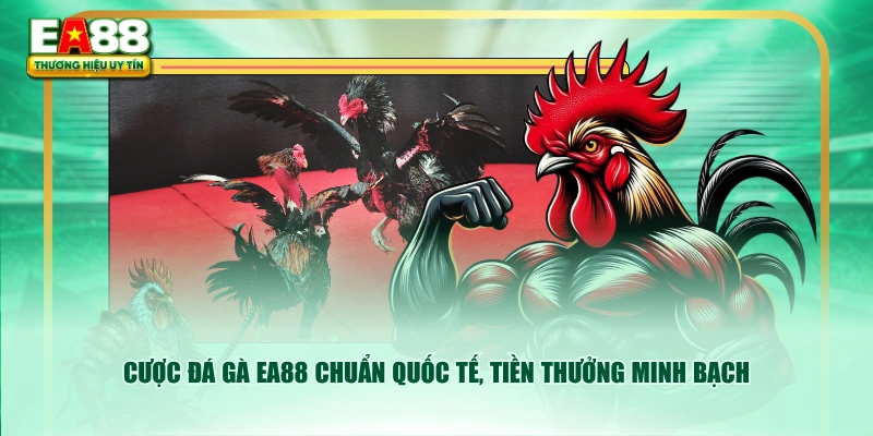Cược đá gà EA88 chuẩn quốc tế, tiền thưởng minh bạch
